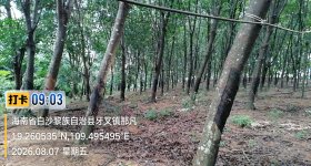 海南省直辖县白沙黎族自治县白沙分公司211.41亩开割胶园林下土地出租