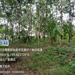 海南省直辖县白沙黎族自治县白沙分公司65.5亩开割胶园林下土地出租