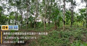海南省直辖县白沙黎族自治县白沙分公司65.5亩开割胶园林下土地出租