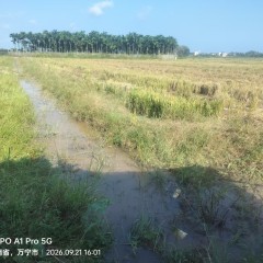 海南省直辖县万宁市万城镇大芒村委会第四村民小组农田地块52.94亩土地出租项目