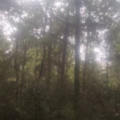 高安市杨圩镇涌溪村委会岩上村松树林林木转让