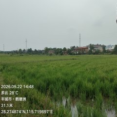 丰城市上塘镇田西村委会水田