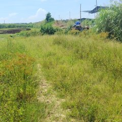 海南省直辖县万宁市万城镇裕光社区第十九小组南门洋2.9亩土地出租项目