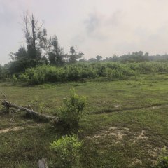 海南海口市美兰区金堆村乌㟍村民小组42338.52平方米农用地