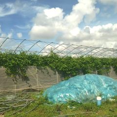 海南省直辖县陵水黎族自治县 新村镇桐海村种植大棚项目合作