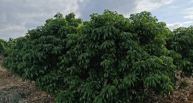 海南省直辖县文昌市海垦东路农场4队190.8亩荔枝基地合作经营招商