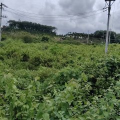 海南省直辖县定安县龙河镇平塘村委会37.74亩集体土地出租