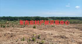 海南省直辖县东方市华侨农场四队192亩橡胶林下土地出租