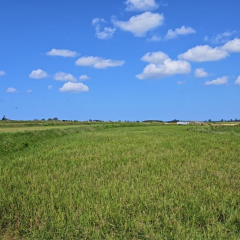 海南省直辖县昌江黎族自治县垦地融合现代农业产业园二队基地1793.69亩耕地短期作物种植产业合作