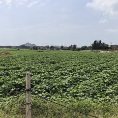 海南省直辖县万宁市和乐镇联丰村民委员会约1200亩集体土地出租项目