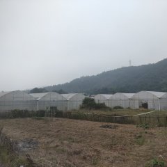 袁州区慈化镇石下村委会温室大棚