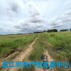 昌江黎族自治县叉河镇红阳村委会红薯地村与大洋基村418.52亩地瓜地地块出租