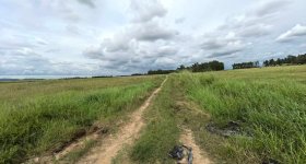 昌江黎族自治县叉河镇红阳村委会红薯地村与大洋基村418.52亩地瓜地地块出租