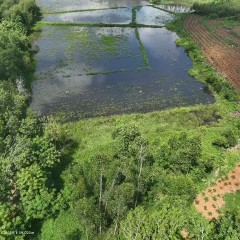 临高县波莲镇波莲社区居委会新市第二经济美渡田地块14.19亩集体土地发包