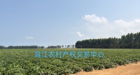 昌江黎族自治县海尾镇沙地村委会手机塔地315.8亩集体土地流转