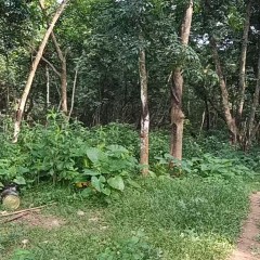 海南儋州市海南省木排热带作物场有限公司斗古山25.82亩（约148.9立方米）橡胶木材出售