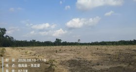 海南省直辖县临高县海胶红华分公司加来片区兰联2队372.73亩胶园林下农业土地出租