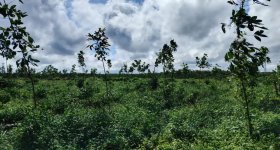 海南省直辖县临高县海胶红华分公司红华片区红旗25队189.4亩胶园林下农业土地出租
