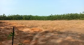 海南省直辖县临高县海胶红华分公司红华片区红旗造田队302.92亩胶园林下农业土地出租