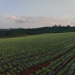 海南海口市琼山区民兴村里美村民小组16359.72平方米林地