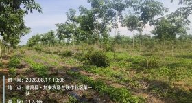 海南省直辖县临高县海胶红华分公司加来片区兰联2队12队489.91亩胶园林下农业土地出租