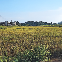海南省直辖县万宁市万城镇车头村委会车头沟西边洋80.31亩土地出租项目