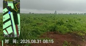 海南省直辖县澄迈县福山镇红光分公司17队（立新队）314.42亩胶园林下土地出租
