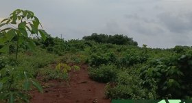 海南省直辖县澄迈县福山镇红光分公司11队（墩隆、和文、玉果队）486.8亩胶园林下土地出租