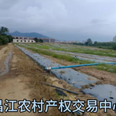 昌江黎族自治县石碌镇保梅村委会昌江县石碌镇保梅村第一至四组东海地块199.79亩集体果园地出租