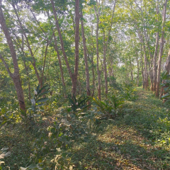 海南省直辖县琼中黎族苗族自治县海南农垦乌石农场有限公司长征1队共255.009亩（约814立方米）生产性生物资产橡胶木材出售