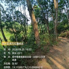 海南海胶乌石分公司乌石四区红藤岭共255.1亩（约1235.9立方米）橡胶木材出售
