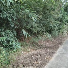 海南儋州市海南省木排热带作物场有限公司二队二区17.02亩地块二出租