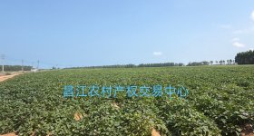 昌江黎族自治县海尾镇沙地村委会手机塔地315.8亩集体土地流转