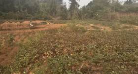 袁州区慈化镇伯塘村委会闲置敬老院土地