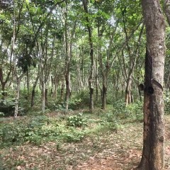 海南海胶西联分公司五星片区沙屋队共379.8亩（约3217立方米）橡胶木材出售