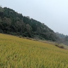 德兴市万村乡大田村民委员会大田村东家坞245亩山场使用权出租