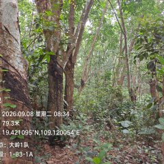 海南海胶邦溪分公司大岭1队共65.4亩（约679.6立方米）木材出售