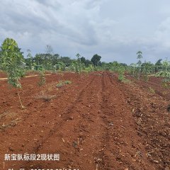 海南儋州市海胶集团西联分公司新盈片区新宝队40.64亩胶园林下农业土地出租