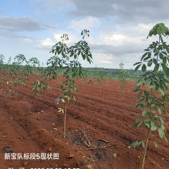 海南儋州市海胶集团西联分公司新盈片区新宝队52.31亩胶园林下农业土地出租