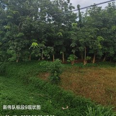 海南儋州市海胶集团西联分公司新盈片区新伟队143.40亩胶园林下农业土地出租