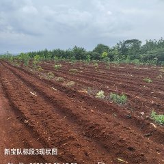 海南儋州市海胶集团西联分公司新盈片区新宝队82.05亩胶园林下农业土地出租