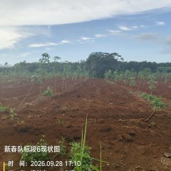 海南儋州市海胶集团西联分公司新盈片区新春队63.89亩胶园林下农业土地出租
