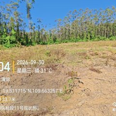 海南儋州市海胶集团西联分公司蓝洋片区8队249.08亩胶园林下农业土地出租