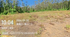 海南儋州市海胶集团西联分公司蓝洋片区8队249.08亩胶园林下农业土地出租
