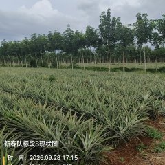 海南儋州市海胶集团西联分公司新盈片区新春队508.20亩胶园林下农业土地出租