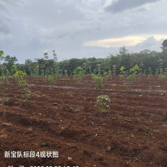 海南儋州市海胶集团西联分公司新盈片区新宝队26.47亩胶园林下农业土地出租