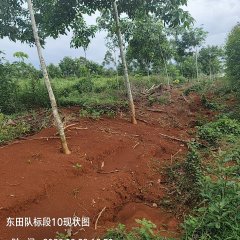 海南儋州市海胶集团西联分公司新盈片区东田队24.60亩胶园林下农业土地出租