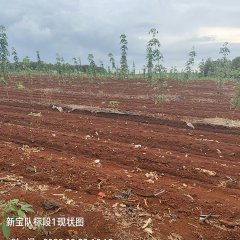 海南儋州市海胶集团西联分公司新盈片区新宝队57.09亩胶园林下农业土地出租