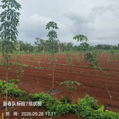 海南儋州市海胶集团西联分公司新盈片区新春队68.95亩胶园林下农业土地出租