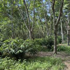 海南儋州市儋州市南辰农业开发有限公司七队3号地块14.5575亩橡胶园土地出租